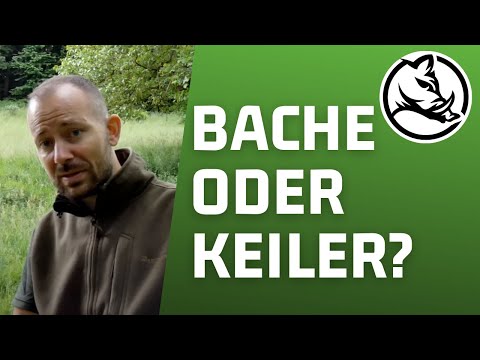 Bache oder Keiler? Sau liegt! | Der Jungjägerguide