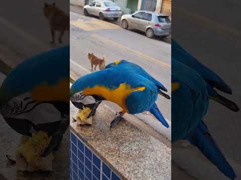 ARARA CANIDÉ- LEMBRANÇAS  DA MASCOTE DA CIDADE DE MOEDA MG.