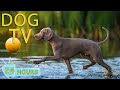 DOG TV The Best Ultimate Home Alone Anti Anxiety Solution For Dogs Video Entertainment For Dogs