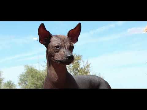 Peruvian Hairless Dog: Socializing Your Dog