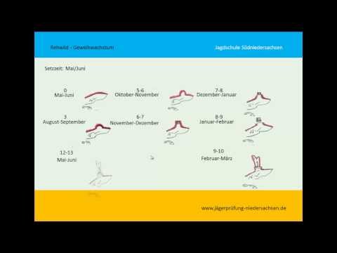 Jägerprüfung Niedersachsen Rehwild Geweihentwicklung