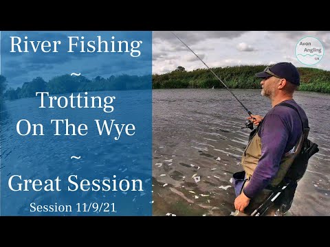 River Wye Fishing - Stick Float Long Trotting For Chub - Great Session  - 11/9/21 (Video 273)