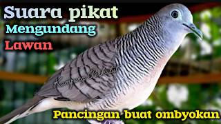 Download lagu Pancingan perkutut lokal gacor suara besar mp3 Download lagu Pancingan perkutut lokal gacor suara besar mp3