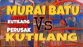 Download lagu murai batu vs KUTILANG mp3