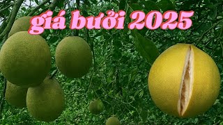 Grapefruit Growers 2025: How Much Investment, How Much Value
