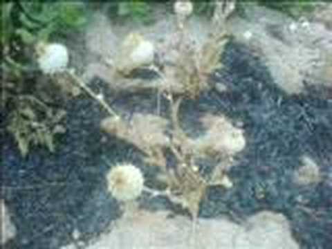 Indravus Bagandi-Sederi