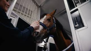 Transport de chevaux Renault STX | Image 4 - Autoline