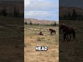 Top 5 Eagle Attacks Caught On Camera Eagles Coldmoments Attack