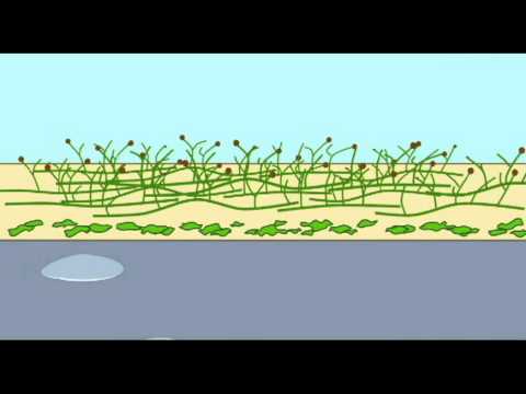 PL2_PLANT EVOLUTION_PRIMITIVE VASCULAR PLANTS