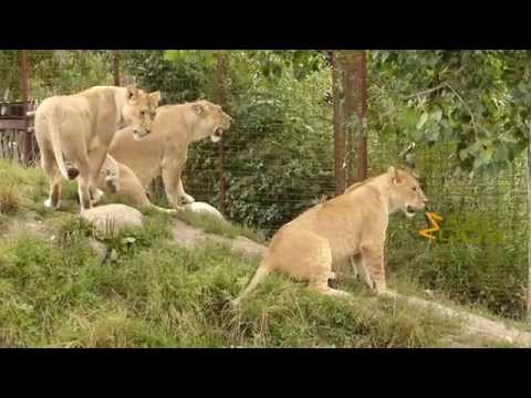 African lion playtime at Odense Zoo
