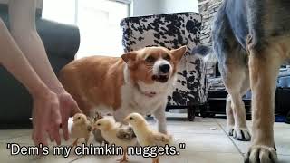 Corgi is the best foster Momma for baby animals