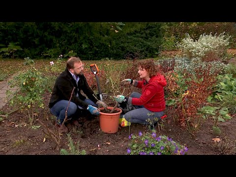 How to plant roses correctly in autumn | MDR Garden