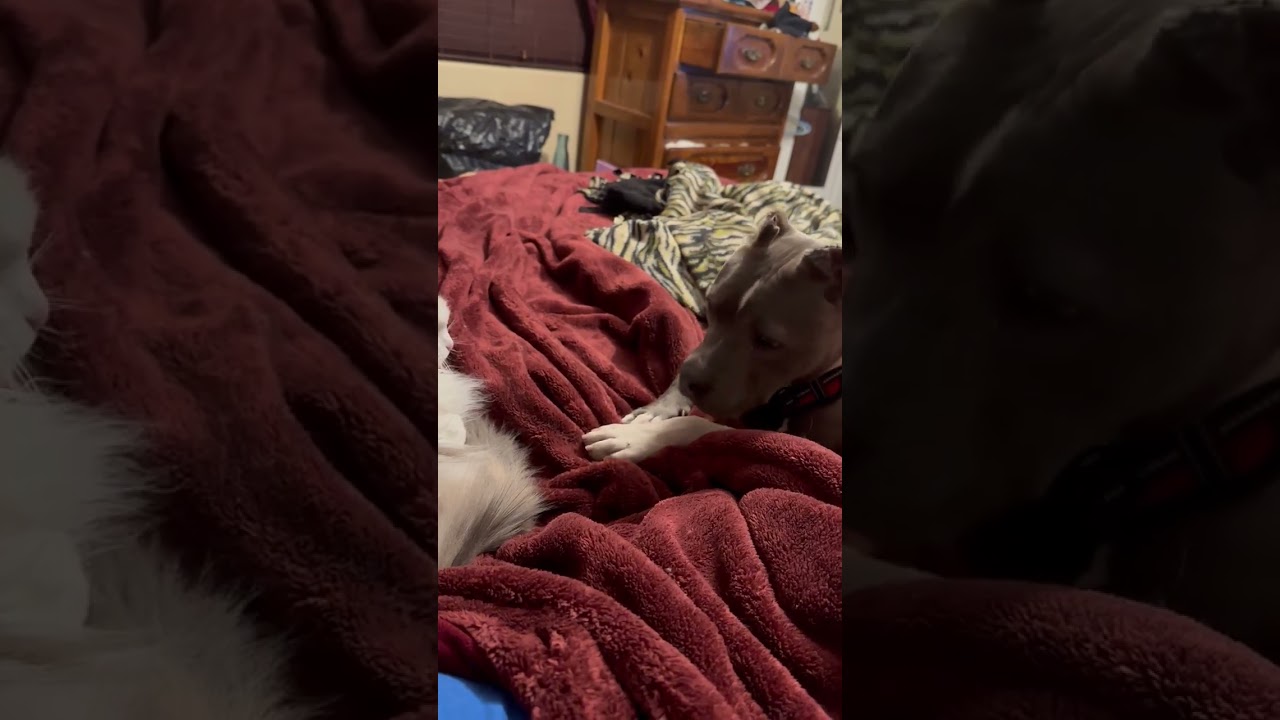 Enlarge Molly, a Adoptable Pit Bull Terrier in Lodi, CA video 6/6