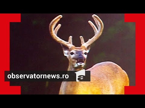 Cerbi lopătari, găsiți pe fondul de vânătoare Brănești