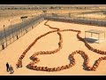 The Human Centipede 3 Final Sequence 2015 Official Trailer Official Trailer