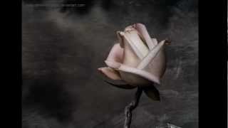 Xandria- Like A Rose On The Grave Of Love- Traduzione