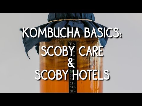 Kombucha Basics: SCOBY care & SCOBY hotels