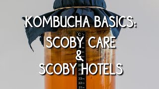 Kombucha Basics: SCOBY care & SCOBY hotels