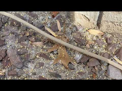 Ants Crawling Up Utility Line to Infest Home in Hillsborough, NJ