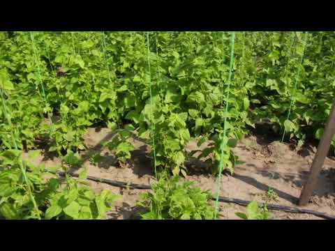 Reč struke ep. 195 09.08.2018. NAJAVA