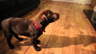 Labrador Puppy Training 10 Weeks Old Ben The Chocolate Labrador