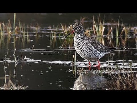 Rotschenkel, Wauwilermoos, 19.03.19