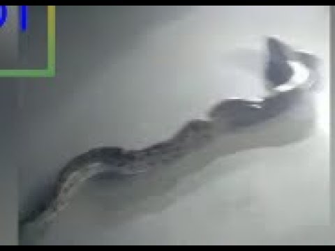 THE MOST DANGEROUS SNAKE VIDEO JANGO PILOT 2018