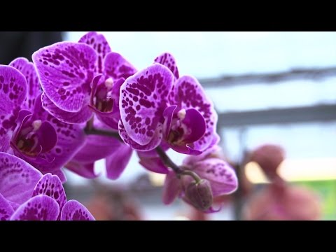 , title : '🌸 Orchideen Pflege Leicht Gemacht: Expertentipps fürs Pflegen, Gießen und Schneiden🌱'
