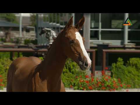 Victoria Optima (Emerald van 't Ruytershof x Cento), filly, born 20-5-2021