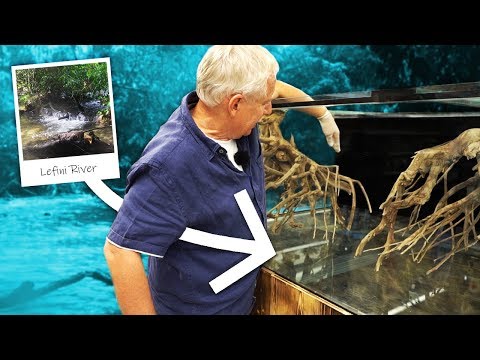 1000 Liter Kongo Aquarium einrichten - Léfini-Style