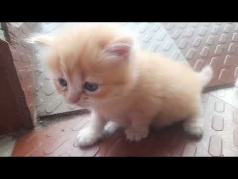 Cute kittens.🐈😍🐈‍⬛