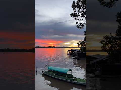 📍Puerto Nariño #birds #colombia #conservation #amazonas #wildlife #photographer #birdsounds