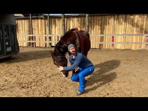 Entspannung für dein Pferd: Lockerung von Kopf- und Kiefergelenk für Harmonie und Wohlbefinden