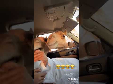 Un homme a peur d'un chameau, une vidéo de tik tok est devenue virale | vidéo la plus drôle