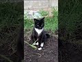 Tuxedo Cat Attacking Annoying Toy Cat Cats Attack Fight Claws Teeth Kočka Katze Chat