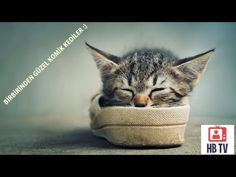 Funny Cats HD