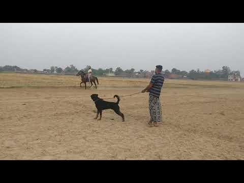 पिंडी एक्सप्रेस का आज का संदार चाल सवार मनीष सिंह {मलिक=जुला सिंह } पिंडी 🤫❤️🤫