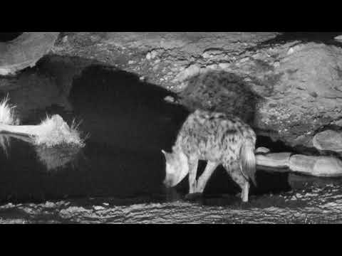 Djuma: Hyena comes for drink - 04:47 - 09/12/18