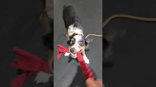 Video preview image #1 Australian Shepherd Puppy For Sale in Highland, IL, USA