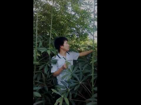 รอยสักในโรคสะเก็ดเงิน อาหารสำหรับกลาก