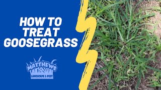 How to Treat Goosegrass