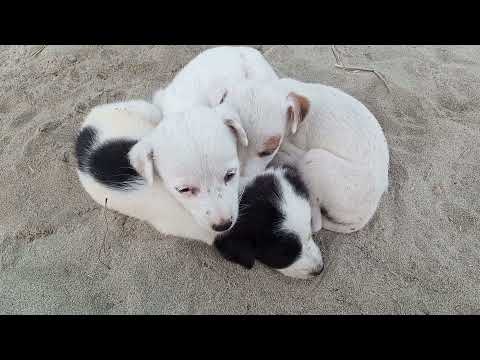 Cutes dogs /Cutest dog in the world /Cutes  dogs clips  2021 / Bilawal animals