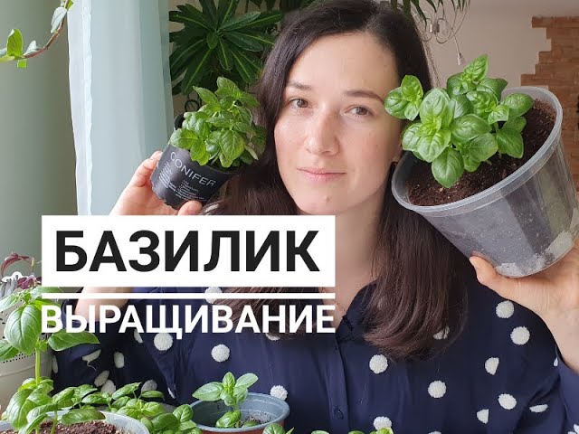 Можно ли сажать базилик под зиму. Базилик овощной шалун.