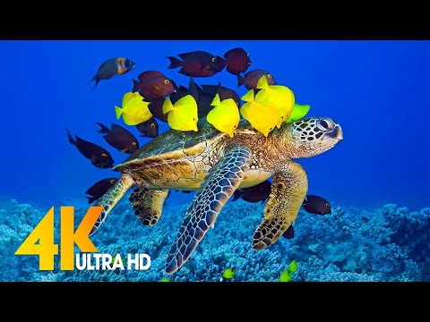 [NEW] 3 HRS of 4K Turtle Paradise - Undersea Nature Relaxation Film + Sleep Relax Meditation Music