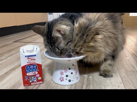 youtube-動物記事1970/01/01 09:00:00