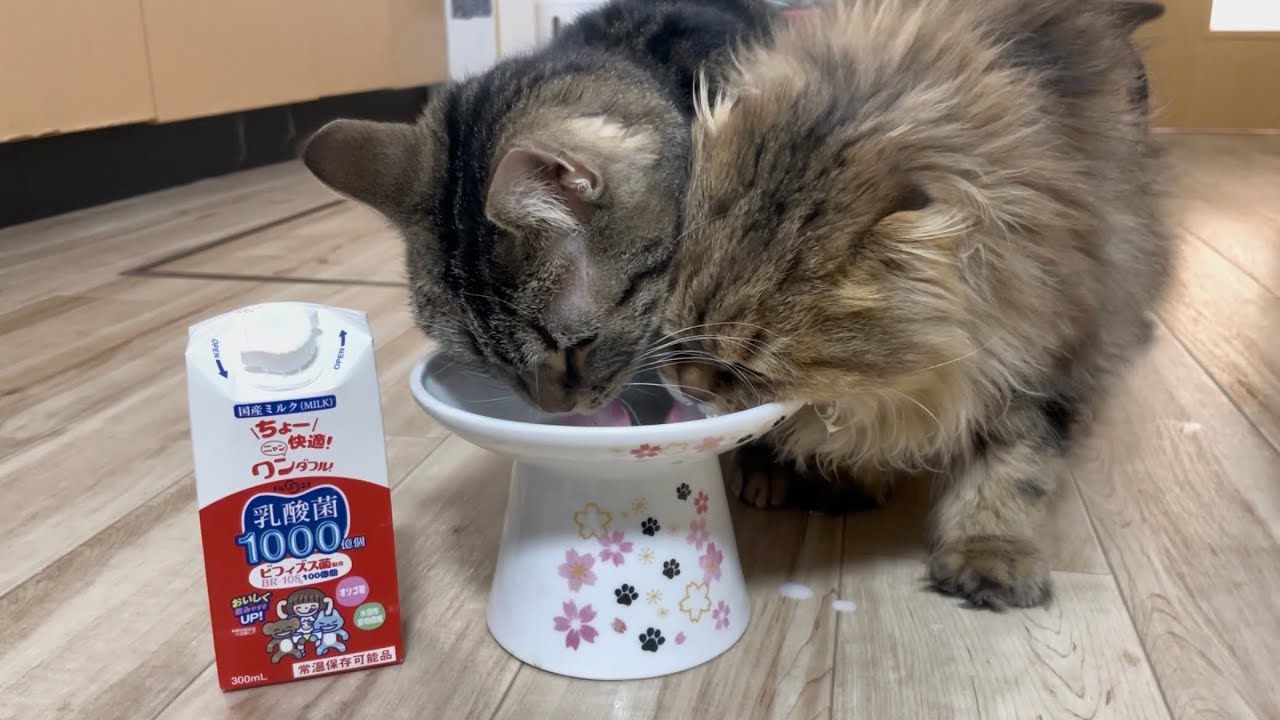 猫に乳酸菌1000億個入った牛乳を飲ませたら食い付きがヤバすぎた