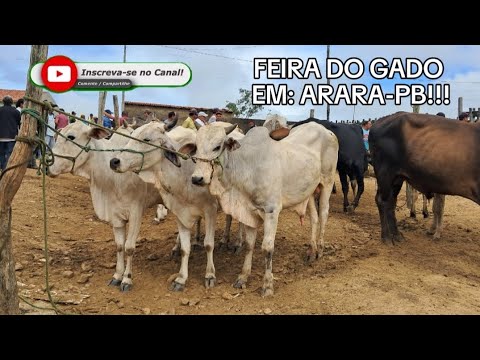 FEIRA DO GADO EM: ARARA-PB!!! 09/03/2026. 📹🤠🏜