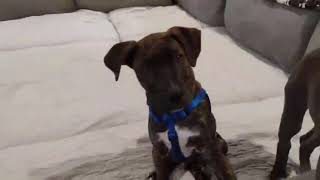 Video preview image #1 Great Dane-Unknown Mix Puppy For Sale in Huntersville, NC, USA