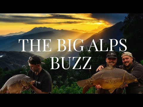 The Big Alps Buzz 