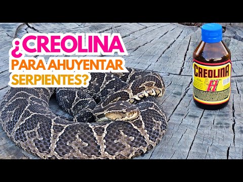 ¿La creolina es efectiva para repeler serpientes? 🐍💧